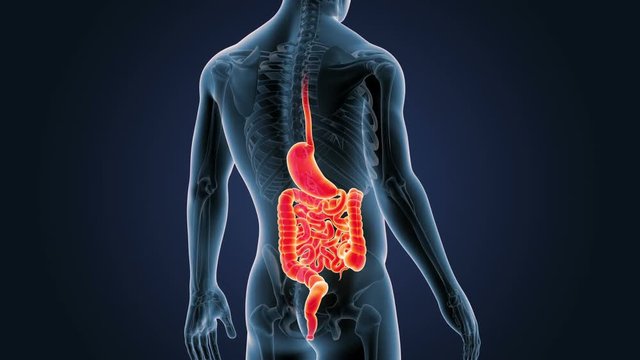 Stomach and Intestine with Skeleton Closeup