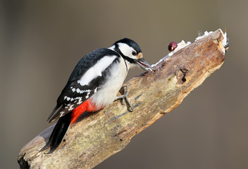 Portrait of the female of the great spotted woodpecker in the classical version on a light background with a clear beige blurry background