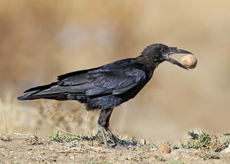 A young rook with a wallnut in its beak stands on the ground against beige blurred background