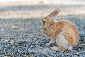brown rabbit