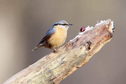 Close up portrait of an eurasian nuthatch on diagonaly forest feederisolated on blurred beige (coffe + milk) background