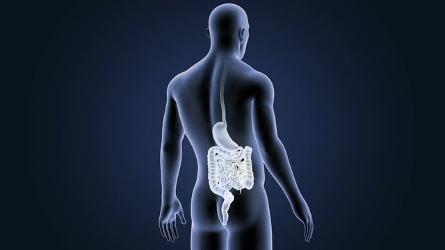 Stomach and Intestine with Body