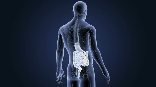 Stomach and Intestine with Skeleton