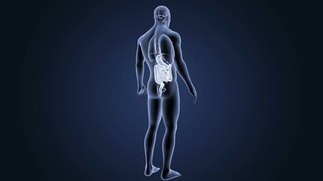Stomach and Intestine with Organs