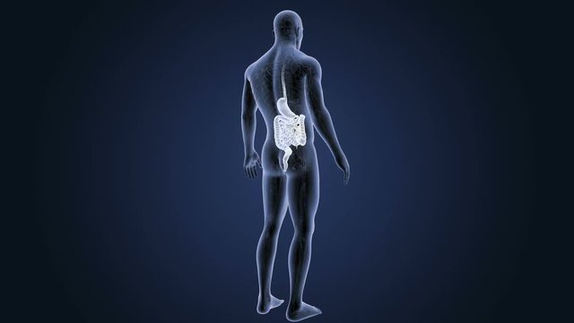 Stomach and Intestine 