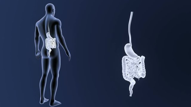 Stomach and Intestine zoom with Body