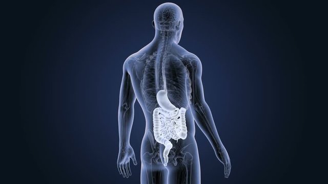 Stomach and Intestine with Anatomy