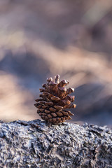 Pine cones on wood