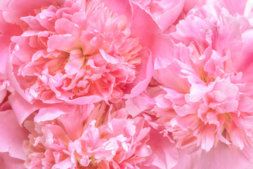 Picture with peonies