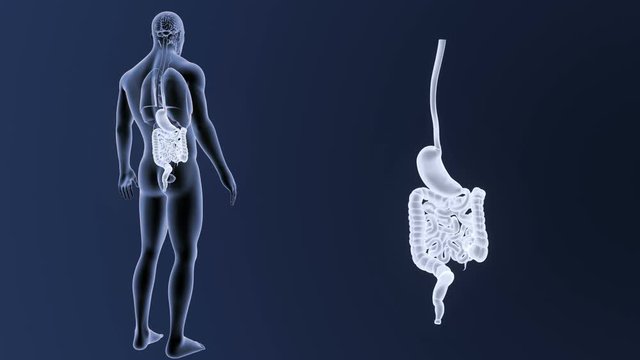 Stomach and Intestine zoom with Organs