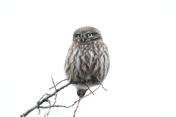 Adult little owl sits on the top of a tree against the background of a blurry blurred sky