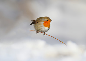Image of Very close up photo of European robin (Erithacus rubecula) sits on a snow. Detailed and bright portrait on white blurred background printed on Printed Glass Basin Splashbacks