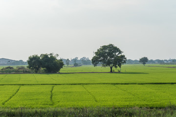 rice field