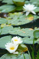 white water lily  surrounded with green leaves at pond