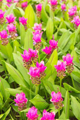 Krachai flower, siam tulip flower on green background in the garden