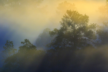 a silhouette tree with mist in sunrise