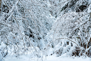 Fantastic winter forest covered with snow