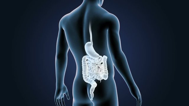 Stomach and Intestine with Body Closeup