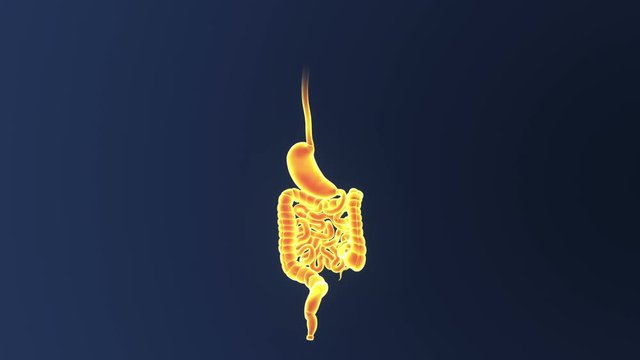 Stomach and Intestine