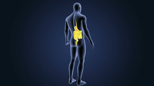 Stomach and Intestine with Body