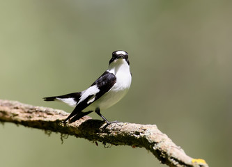 The collared flycatcher (Ficedula albicollis)