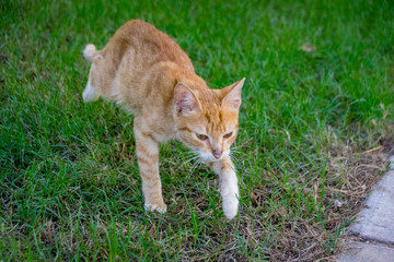 Naklejka na ściany i meble 8 week old ginger kitten walking on grass
