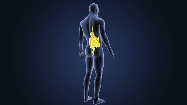 Stomach and Intestine 