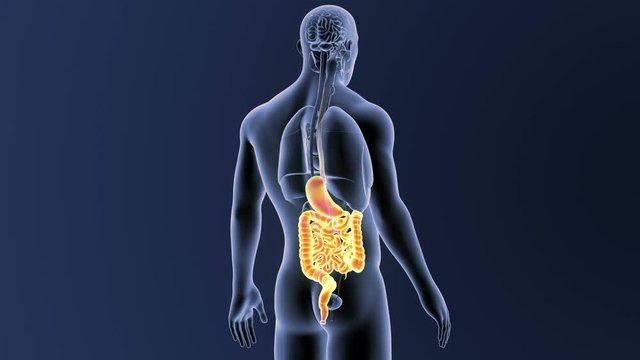 Stomach and Intestine with Organs