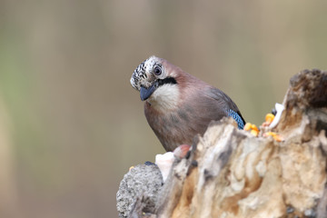 Close-up and detailed portrait of a Eurasian jay sitting on a log  on a smooth blurred green background
