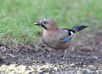 Close-up and detailed portrait of a Eurasian jay sitting on a fround  on a smooth blurred green background. Full size non-crop shot