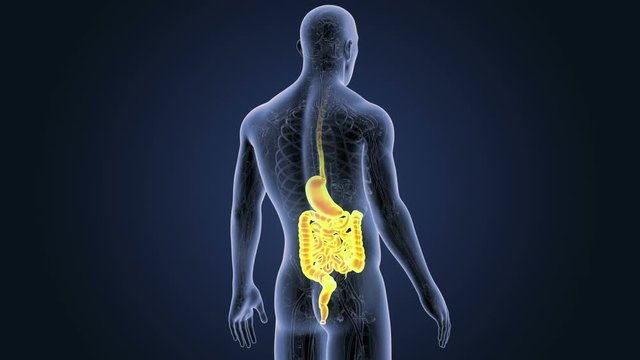 Stomach and Intestine 