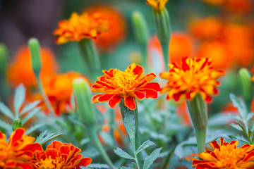 Marigold flowers in the garden.