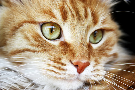 Fluffy ginger cat close-up.