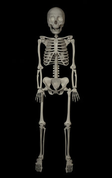 anatomy of a human skeleton in full growth on a black background.