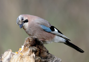 Close-up and detailed portrait of a Eurasian jay sitting on a log  on a smooth blurred green background
