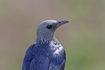 The red-winged starling (Onychognathus morio) female on nice blurred background close up portrait