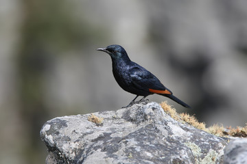 The red-winged starling (Onychognathus morio) male on nice blurred background close up portrait