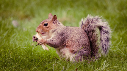 A Squirrel Eating