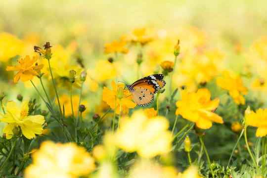 Yellow cosmos flowers and butterfly