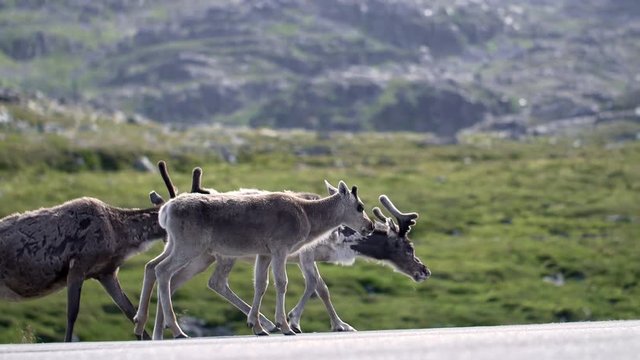 Baby reindeer licks his hoof 