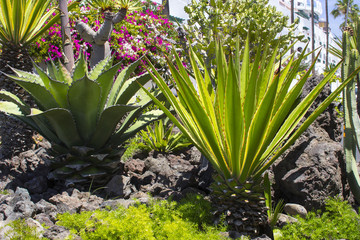 Obraz premium Landscaped cactii beds on the sea front at Los Cristianos in Teneriffe in the Canaries