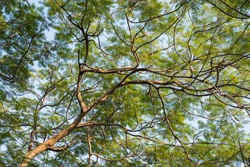 tree branch and full green leaf