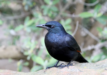 A red-winged starling (Onychognathus morio) male sits on the rocks close up photo