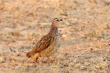 Close up portrait of The crested francolin (Dendroperdix sephaena) walk