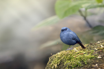 The plumbeous water redstart is a passerine bird in the Old World flycatcher family Muscicapidae....