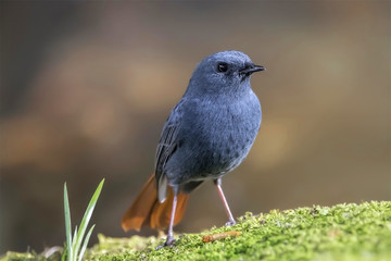 The plumbeous water redstart is a passerine bird in the Old World flycatcher family Muscicapidae. It is found in South Asia, Southeast Asia and China.