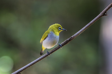 Fototapeta premium The Oriental white-eye (Zosterops palpebrosus) is a small passerine bird in the white-eye family. It is a resident breeder in open woodland in tropical Asia.