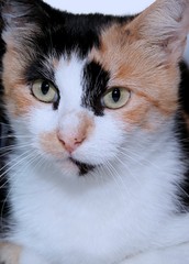 PRETTY CALICO KITTEN