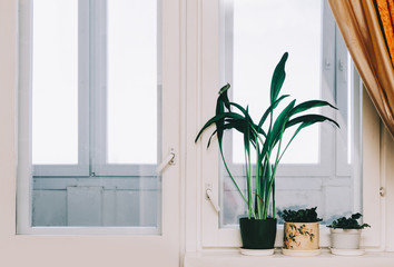 Flower On Window