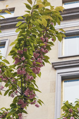 tree branch in Milano with pink flowers